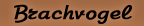 Gedichte von Brachvogel
